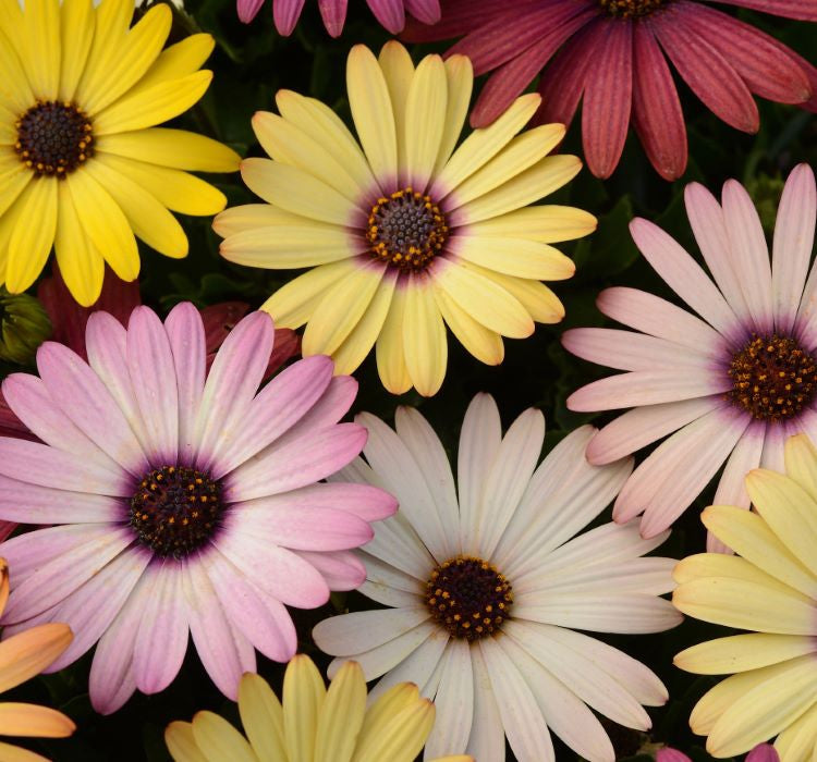 Bodrum Papatyası ( Kalıcı Çok Çiçeklenen ) Sarı, Pembe Renkli - 5 Tohum - MegCiTo