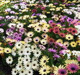 Bodrum Papatyası ( Kalıcı Çok Çiçeklenen ) Sarı, Pembe Renkli - 5 Tohum - MegCiTo