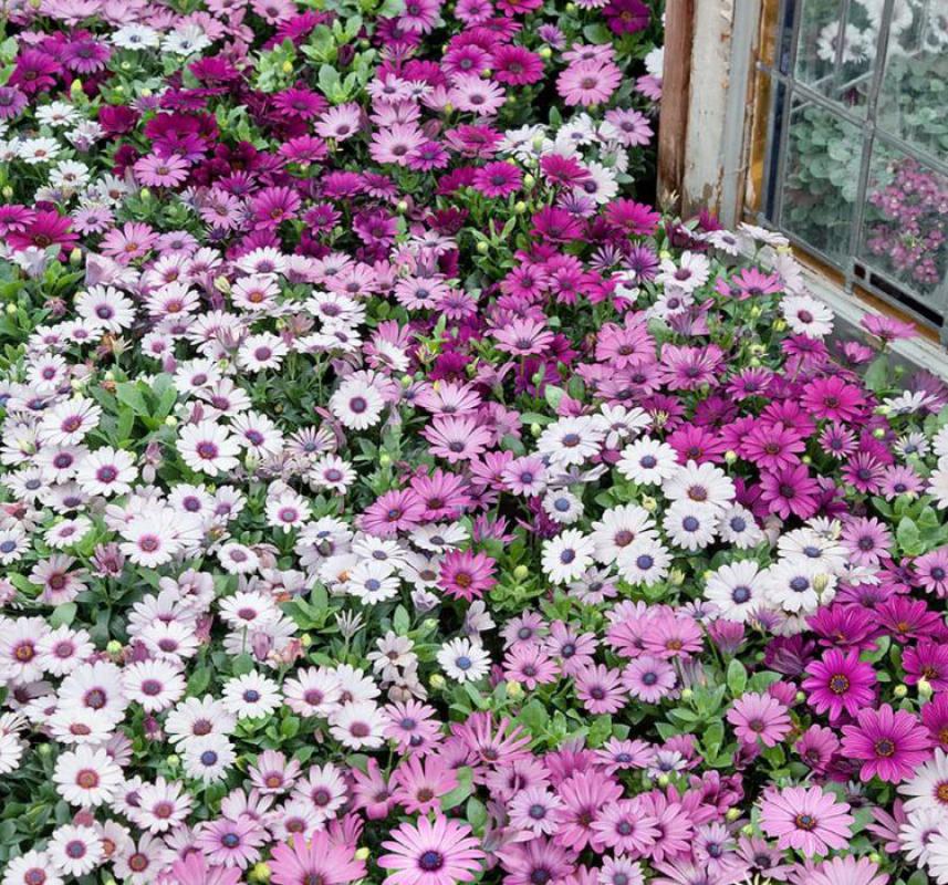 Bodrum Papatyası ( Kalıcı Çok Çiçeklenen ) Sarı, Pembe Renkli - 5 Tohum - MegCiTo