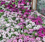 Bodrum Papatyası ( Kalıcı Çok Çiçeklenen ) Sarı, Pembe Renkli - 5 Tohum - MegCiTo