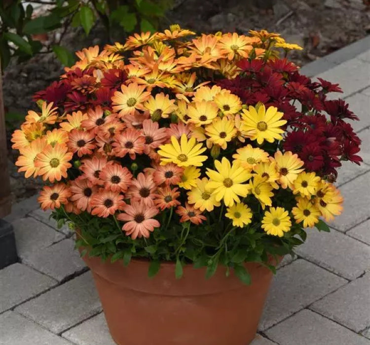 Bodrum Papatyası ( Kalıcı Çok Çiçeklenen ) Turuncu, Kırmızı Renkli - 5 Tohum - MegCiTo