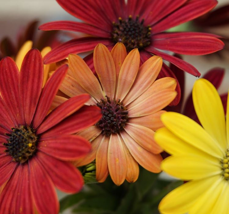 Bodrum Papatyası ( Kalıcı Çok Çiçeklenen ) Turuncu, Kırmızı Renkli - 5 Tohum - MegCiTo