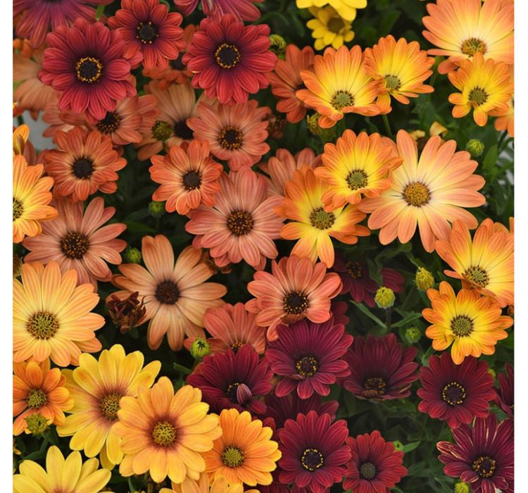 Bodrum Papatyası ( Kalıcı Çok Çiçeklenen ) Turuncu, Kırmızı Renkli - 5 Tohum - MegCiTo