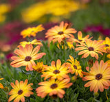 Bodrum Papatyası ( Kalıcı Çok Çiçeklenen ) Turuncu, Kırmızı Renkli - 5 Tohum - MegCiTo