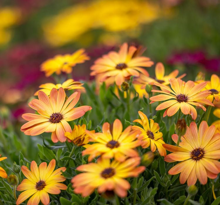 Bodrum Papatyası ( Kalıcı Çok Çiçeklenen ) Turuncu, Kırmızı Renkli - 5 Tohum - MegCiTo