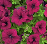 Petunya Çiçeği Tohumu ( İri çiçekli Bodur ) Bordo Renkli - 15 Tohum - MegCiTo