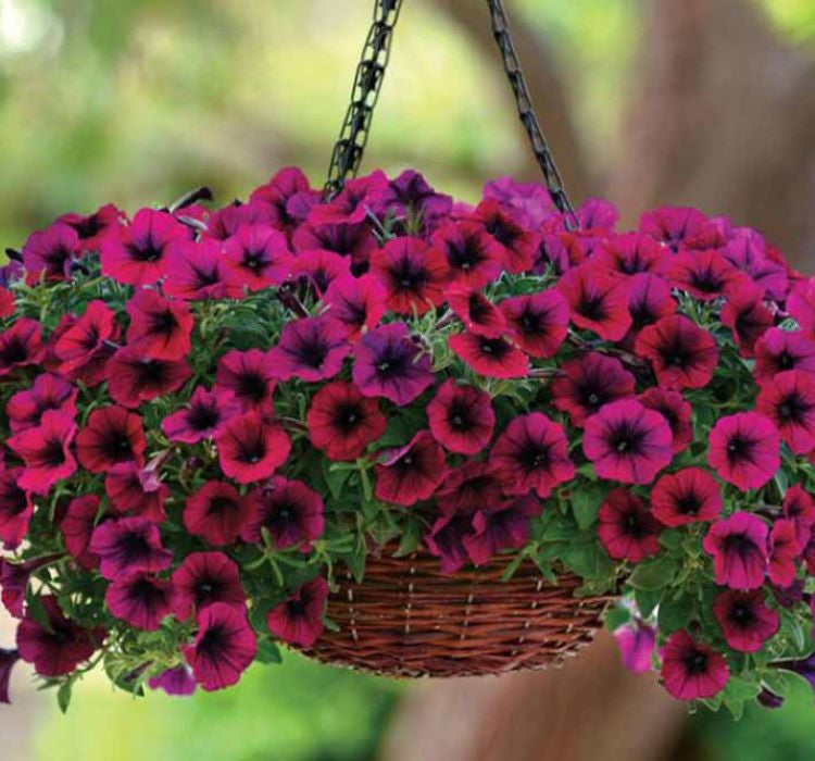 Petunya Çiçeği Tohumu ( İri çiçekli Bodur ) Bordo Renkli - 15 Tohum - MegCiTo