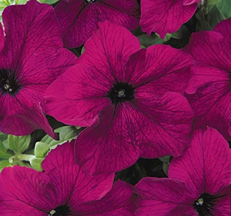 Petunya Çiçeği Tohumu ( İri çiçekli Bodur ) Bordo Renkli - 15 Tohum - MegCiTo