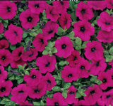 Petunya Çiçeği Tohumu ( İri çiçekli Bodur ) Bordo Renkli - 15 Tohum - MegCiTo