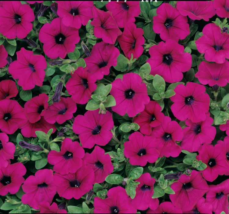 Petunya Çiçeği Tohumu ( İri çiçekli Bodur ) Bordo Renkli - 15 Tohum - MegCiTo