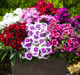 ÇİN KARANFİLİ ( ÇOKLU TOHUM ) - 100 Tohum - KARIŞIK Renk - MegCiTo