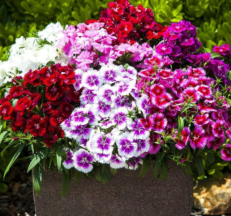 ÇİN KARANFİLİ ( ÇOKLU TOHUM ) - 100 Tohum - KARIŞIK Renk - MegCiTo