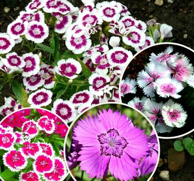 ÇİN KARANFİLİ ( ÇOKLU TOHUM ) - 100 Tohum - KARIŞIK Renk - MegCiTo