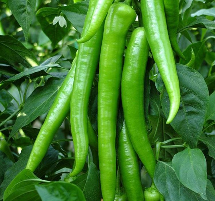 BİBER DEMRE ( ÇOKLU TOHUM ) - 5 Gram - MegCiTo