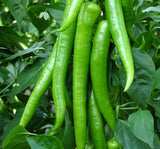 BİBER DEMRE ( ÇOKLU TOHUM ) - 5 Gram - MegCiTo