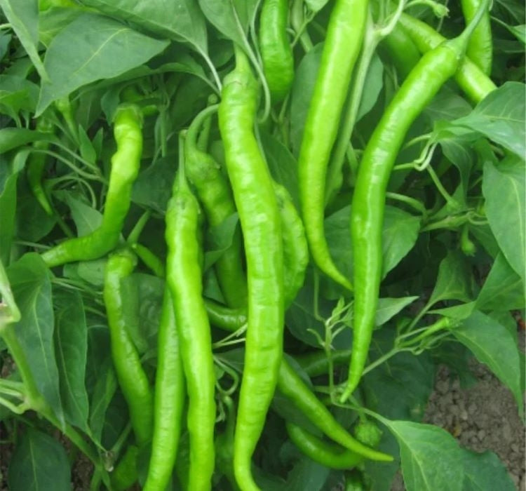 BİBER DEMRE ( ÇOKLU TOHUM ) - 5 Gram - MegCiTo