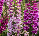 DİGİTALİS ( ÇOKLU TOHUM ) - 550 Tohum - KARIŞIK Renk - MegCiTo