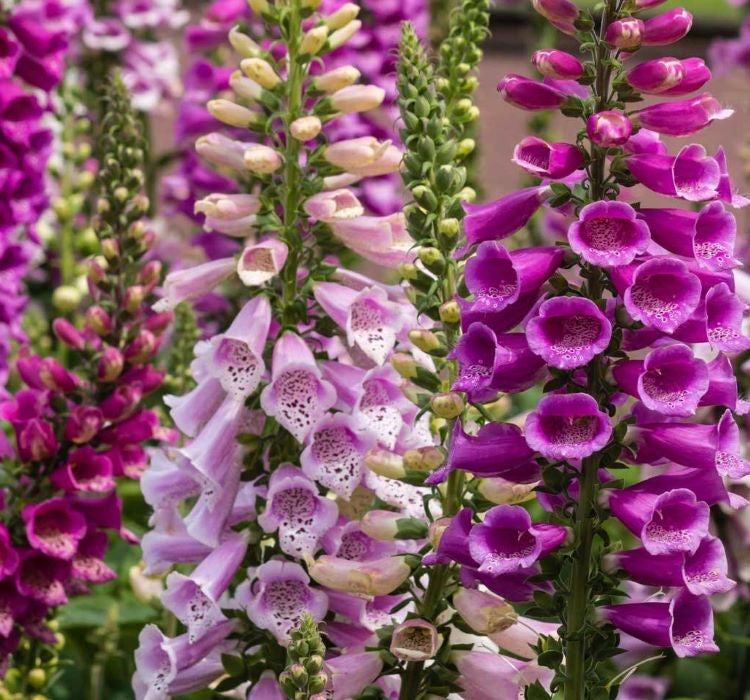 DİGİTALİS ( ÇOKLU TOHUM ) - 550 Tohum - KARIŞIK Renk - MegCiTo