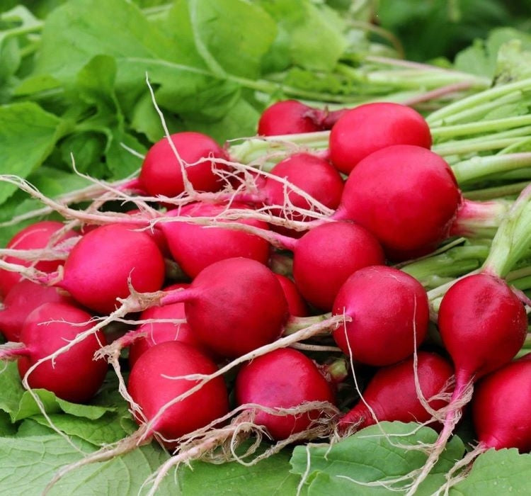 TURP FINDIK ( ÇOKLU TOHUM ) - 5 Gram - MegCiTo