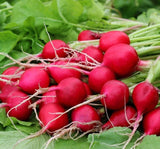 TURP FINDIK ( ÇOKLU TOHUM ) - 5 Gram - MegCiTo