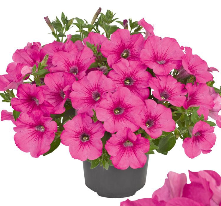 Petunya Çiçeği Tohumu ( İri çiçekli Bodur ) Gül Renkli - 15 Tohum - MegCiTo