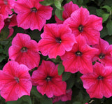 Petunya Çiçeği Tohumu ( İri çiçekli Bodur ) Gül Renkli - 15 Tohum - MegCiTo