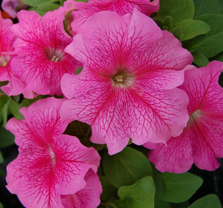 Petunya Çiçeği Tohumu ( İri çiçekli Bodur ) Gül Renkli - 15 Tohum - MegCiTo