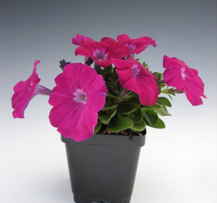 Petunya Çiçeği Tohumu ( İri çiçekli Bodur ) Gül Renkli - 15 Tohum - MegCiTo