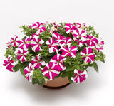 Petunya Çiçeği Tohumu ( İri çiçekli Bodur ) Gül Yıldız Renkli - 15 Tohum - MegCiTo