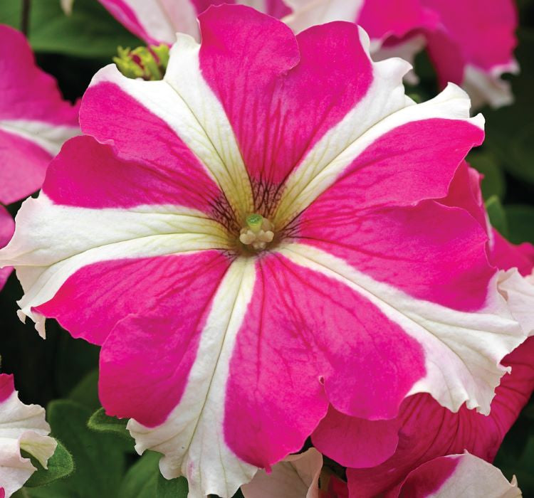 Petunya Çiçeği Tohumu ( İri çiçekli Bodur ) Gül Yıldız Renkli - 15 Tohum - MegCiTo