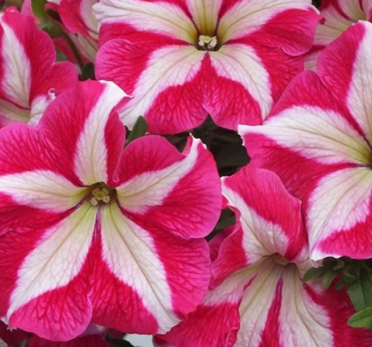 Petunya Çiçeği Tohumu ( İri çiçekli Bodur ) Gül Yıldız Renkli - 15 Tohum - MegCiTo