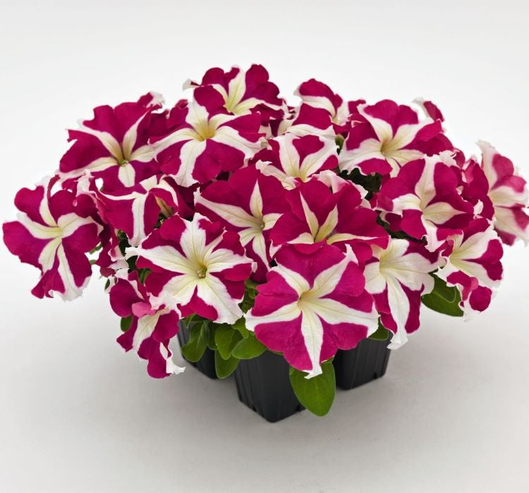 Petunya Çiçeği Tohumu ( İri çiçekli Bodur ) Gül Yıldız Renkli - 15 Tohum - MegCiTo