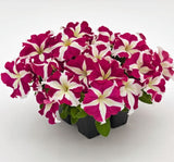 Petunya Çiçeği Tohumu ( İri çiçekli Bodur ) Gül Yıldız Renkli - 15 Tohum - MegCiTo