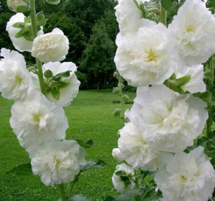 Gülhatmi ( Katmerli Büyük Çiçekli ) - BEYAZ ( 5 Tohum ) - MegCiTo