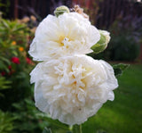 Gülhatmi ( Katmerli Büyük Çiçekli ) - BEYAZ ( 5 Tohum ) - MegCiTo