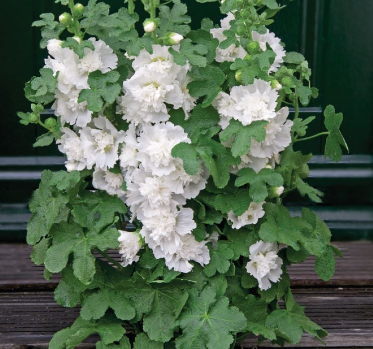 Gülhatmi ( Katmerli Büyük Çiçekli ) - BEYAZ ( 5 Tohum ) - MegCiTo