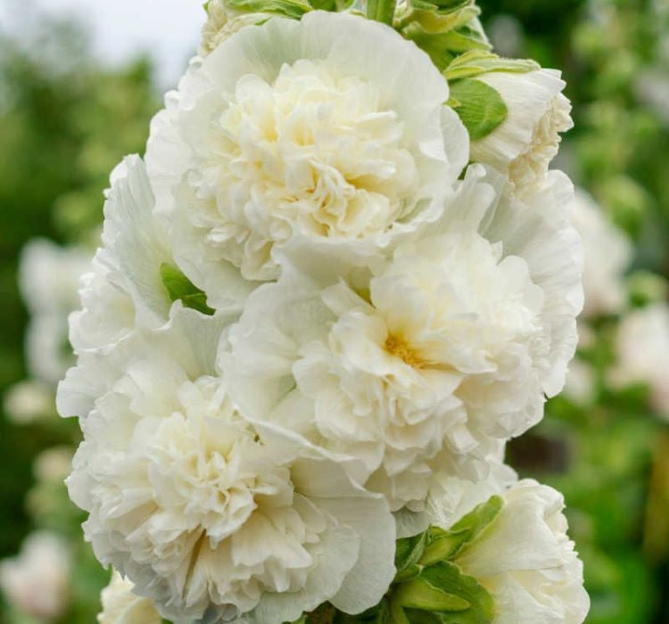 Gülhatmi ( Katmerli Büyük Çiçekli ) - BEYAZ ( 5 Tohum ) - MegCiTo