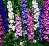 HAZERAN ( ÇOKLU TOHUM ) - 200 Tohum - KARIŞIK Renk - MegCiTo