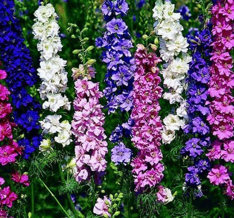 HAZERAN ( ÇOKLU TOHUM ) - 200 Tohum - KARIŞIK Renk - MegCiTo