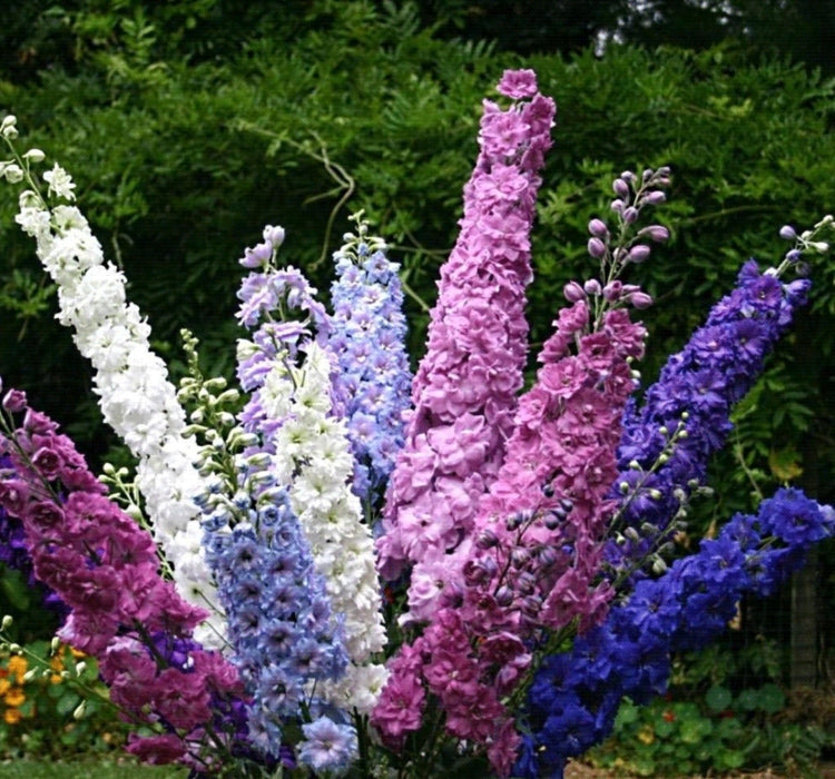 HAZERAN ( ÇOKLU TOHUM ) - 200 Tohum - KARIŞIK Renk - MegCiTo