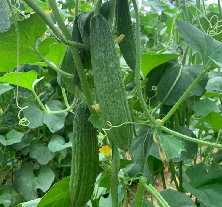 ACUR KARA ( ÇOKLU TOHUM ) - 5 Gram - MegCiTo