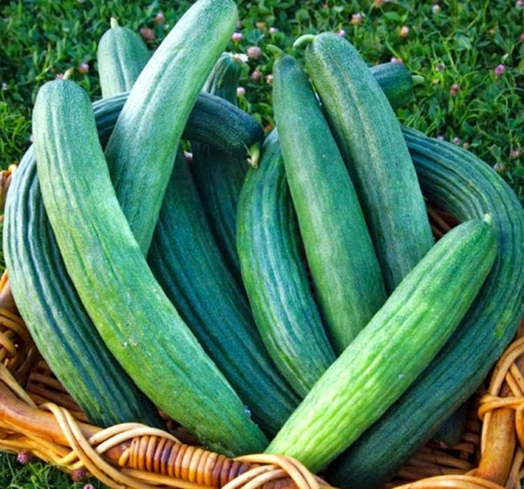 ACUR KARA ( ÇOKLU TOHUM ) - 5 Gram - MegCiTo