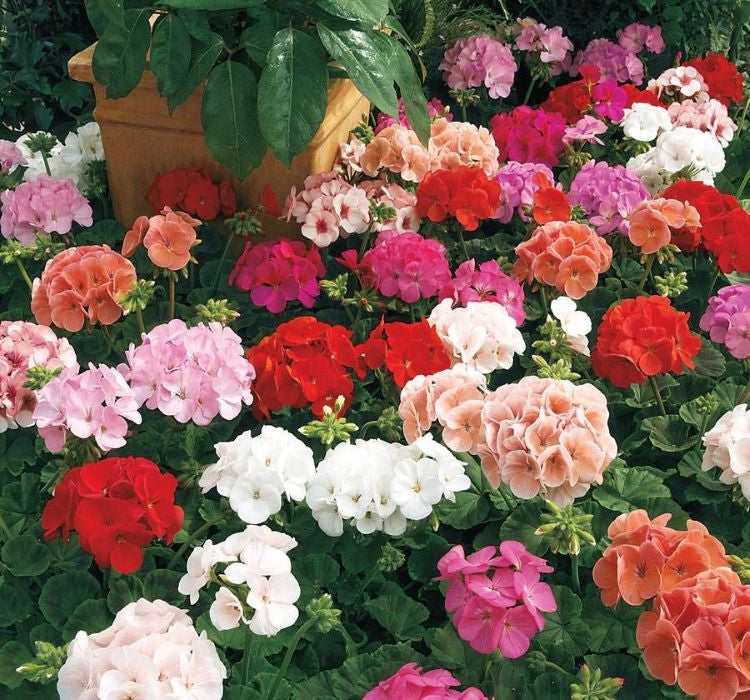 Sardunya Tohumu ( Büyük Top Çiçekli ) Karışık Renkli - 5 Tohum - MegCiTo