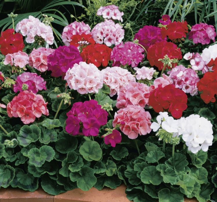 Sardunya Tohumu ( Büyük Top Çiçekli ) Karışık Renkli - 5 Tohum - MegCiTo