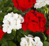 Sardunya Tohumu ( Büyük Top Çiçekli ) Karışık Renkli - 5 Tohum - MegCiTo