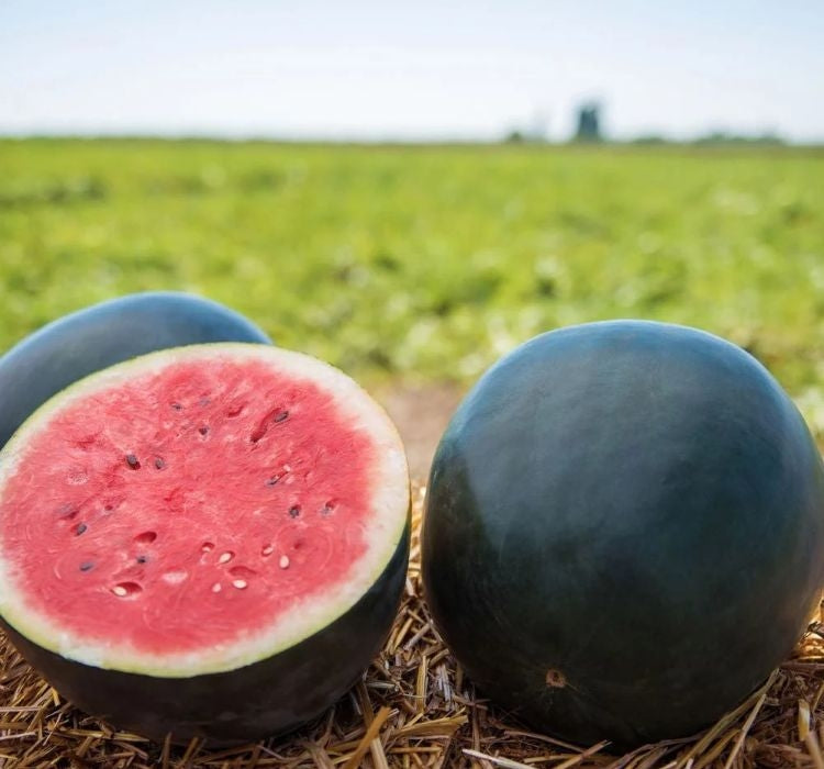 SUGAR BABY KARA KARPUZ ( ÇOKLU TOHUM ) - 100 Adet - MegCiTo