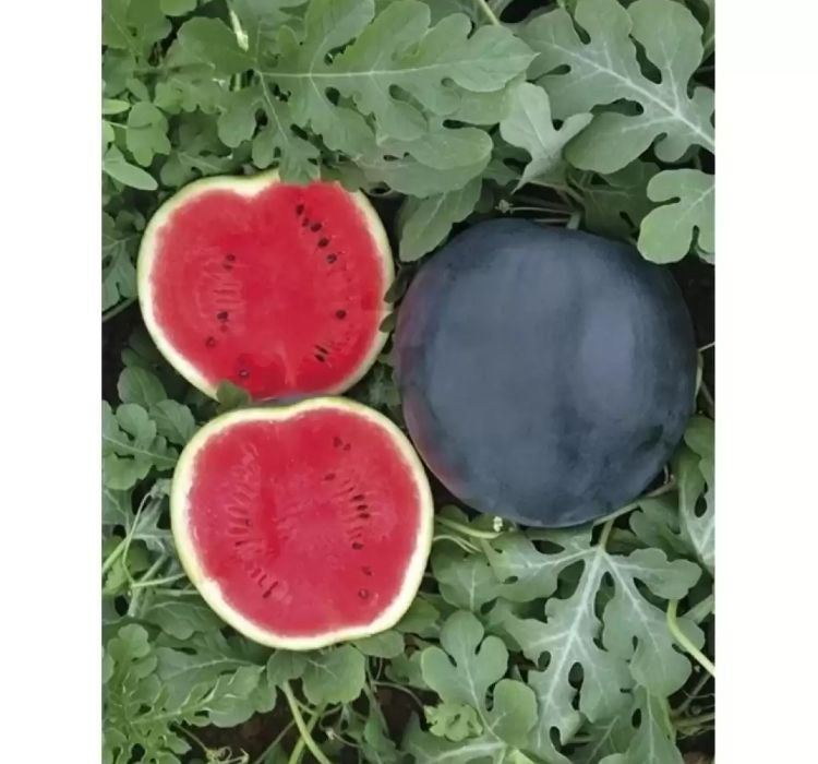 SUGAR BABY KARA KARPUZ ( ÇOKLU TOHUM ) - 100 Adet - MegCiTo