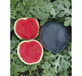 SUGAR BABY KARA KARPUZ ( ÇOKLU TOHUM ) - 100 Adet - MegCiTo