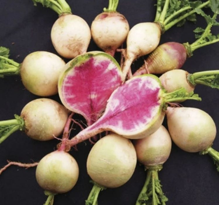 TURP KIRMIZI BEYAZ ( ÇOKLU TOHUM ) - 5 Gram - MegCiTo