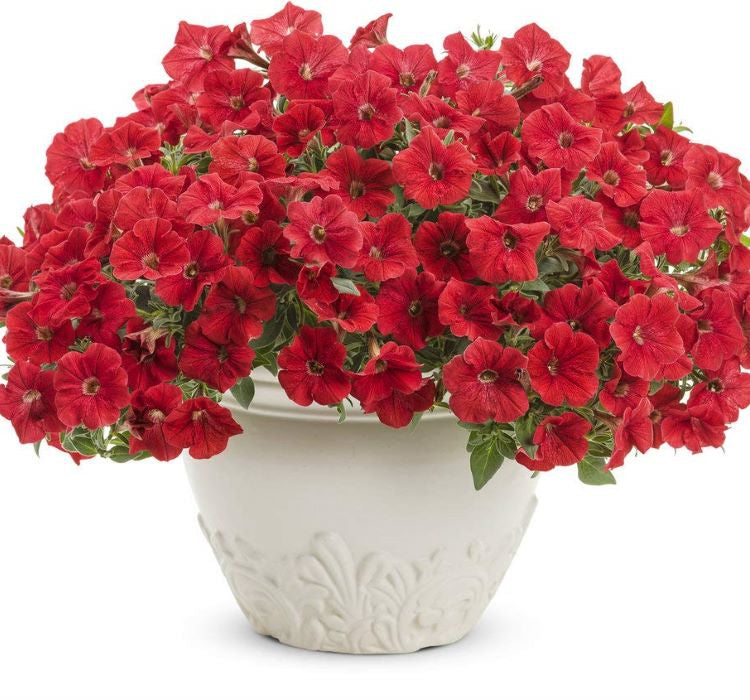 Petunya Çiçeği Tohumu ( İri çiçekli Bodur ) Kırmızı Renkli - 15 Tohum - MegCiTo